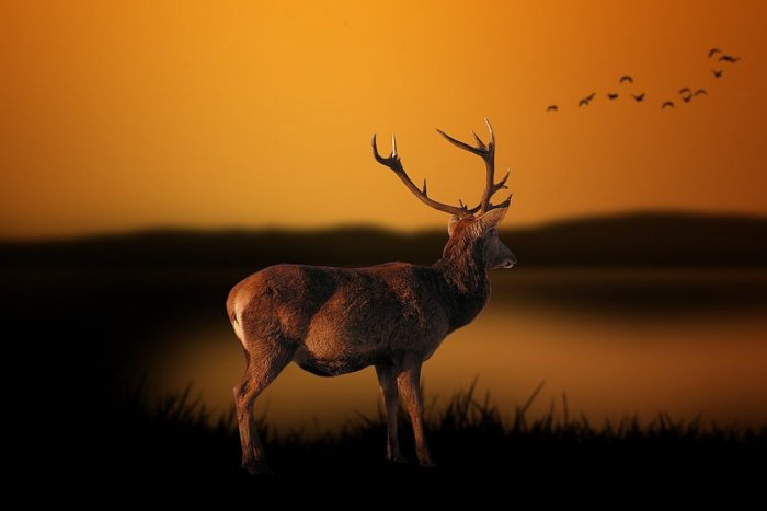 Ilustračný obrázok k článku Myslia aj na najmenších: V Topoľčanoch deťom priblížia život zvierat na jeseň