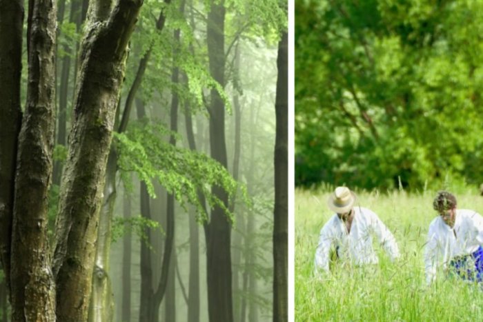 Ilustračný obrázok k článku Kútsky les ako z iného sveta: Pripomína tropický prales, v ktorom bol aj Napoleon II.