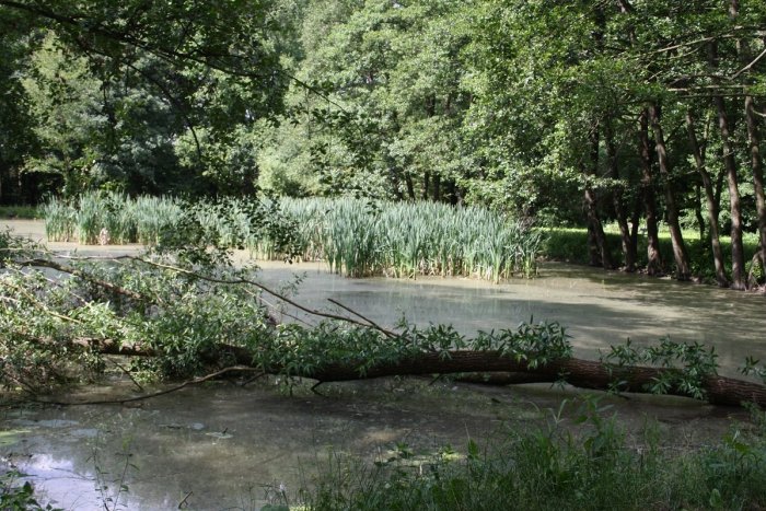 Ilustračný obrázok k článku Mestský park a Mierové námestie sa vynovia: Čo sa má v Prievidzi robiť?