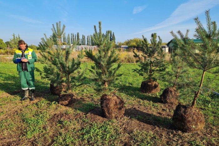 Ilustračný obrázok k článku Košice budú zelenšie. Správa zelene vysadí 400 stromov a tisíce kríkov
