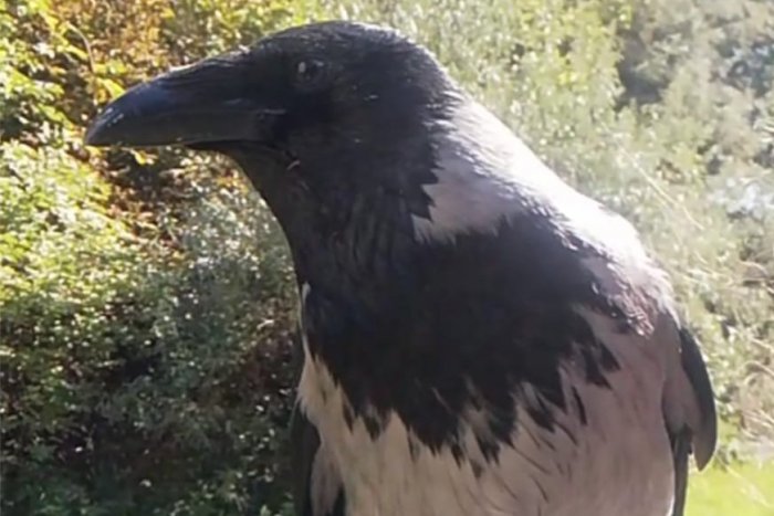 Ilustračný obrázok k článku Kuriózna "pátracia akcia" v Bratislave: Hľadá sa vrana menom Arwin