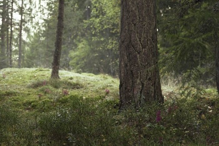 Ilustračný obrázok k článku Toaletný papier tiež vroloval do tretieho tisícročia