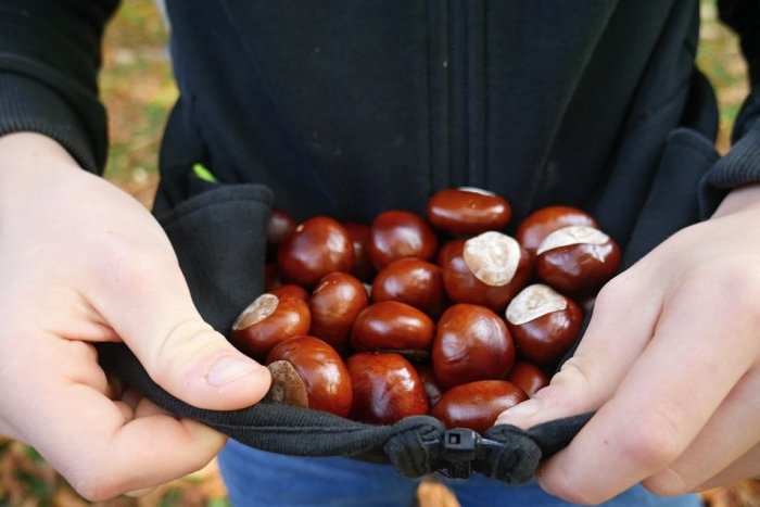 Ilustračný obrázok k článku Jedlé gaštany majú toľko vitamínu C ako citrón. V surovom stave ich ale nejedzte!
