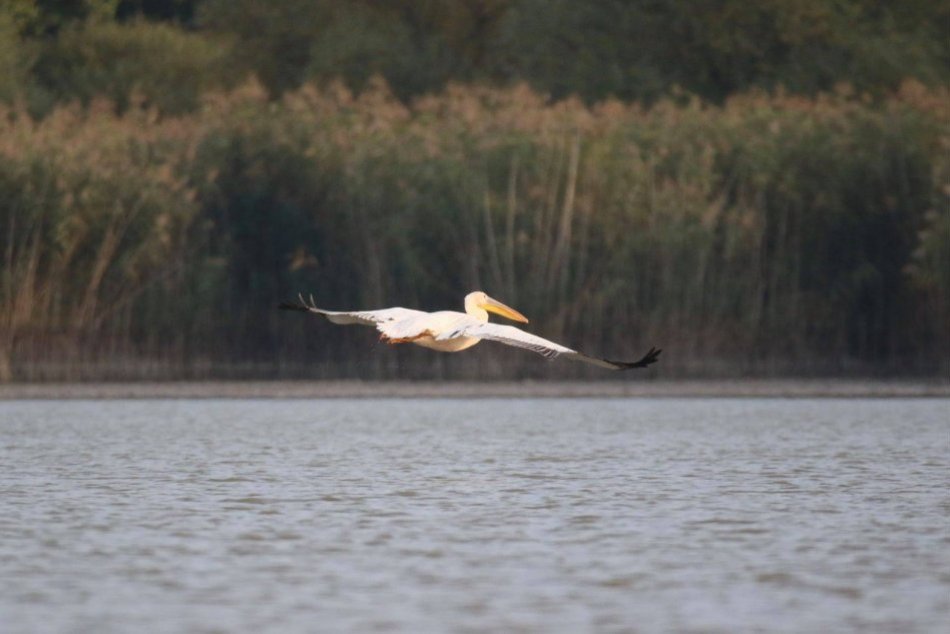 Ilustračný obrázok k článku Neuveriteľné! Zatúlal sa k nám pelikán ružový