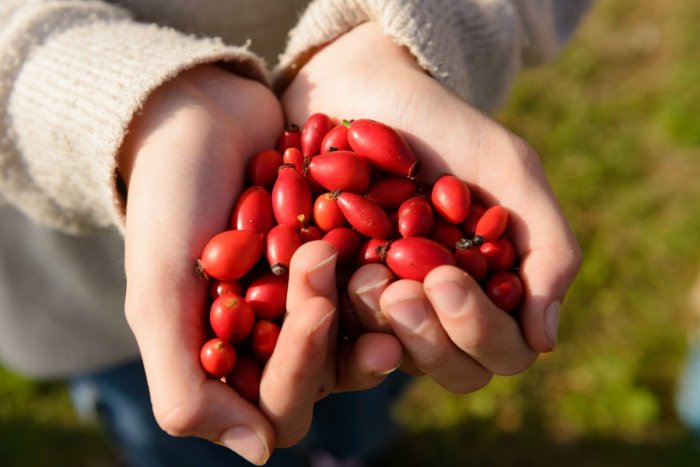 Ilustračný obrázok k článku Máte problémy s močovým mechúrom či krvácaním ďasien? Zaraďte do jedálnička ŠÍPKY