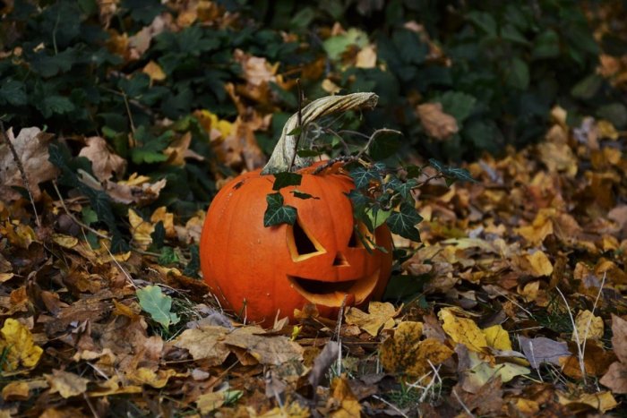 Ilustračný obrázok k článku KDE si nazbierať TEKVICE? Pri Nitre bude posledný SAMOZBER