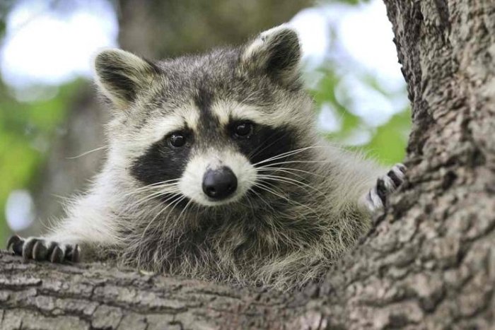 Ilustračný obrázok k článku EXOTIKA v Malých Karpatoch: V lese môžete stretnúť aj medvedíka čistotného