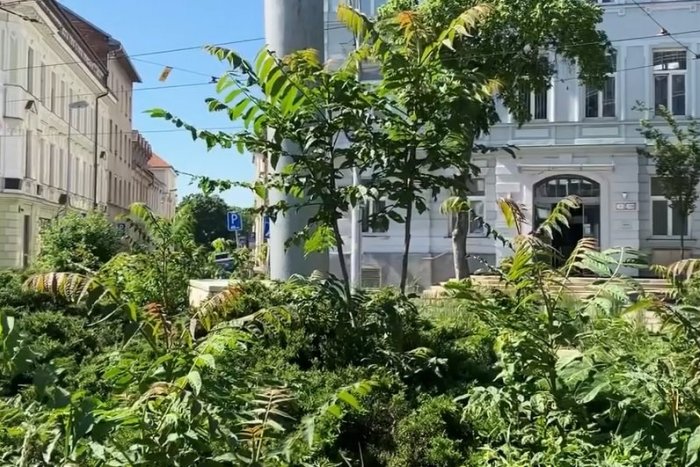 Ilustračný obrázok k článku TÁTO rastlina kvári Bratislavu: TOXICKÝ "nezmar" za rok narastie až o 3 metre!