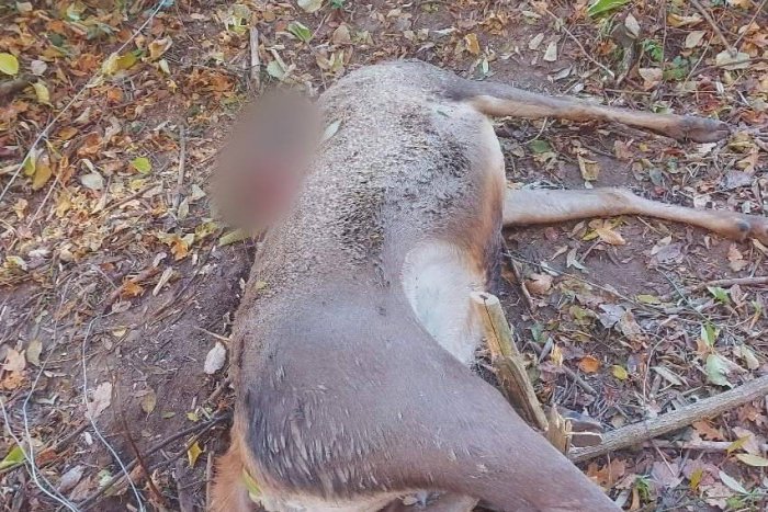 Ilustračný obrázok k článku Otrasný pohľad: V obci pri Žiari našli jeleňa s odrezanou hlavou