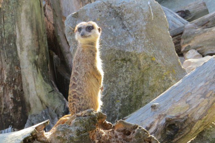 Ilustračný obrázok k článku Zatvorená bola takmer mesiac: Zoologická záhrada v Košiciach je opäť k dispozícii