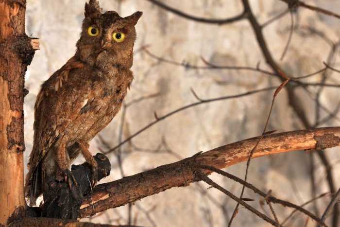 Ilustračný obrázok k článku V Západných Tatrách zahniezdil vzácny sťahovavý výrik lesný