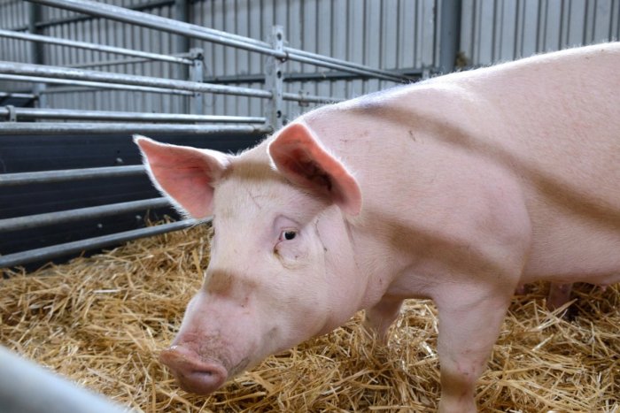 Ilustračný obrázok k článku Zostanú Slováci bez bravčového? Sektor potrebuje peniaze, inak budeme SMETISKOM Európy