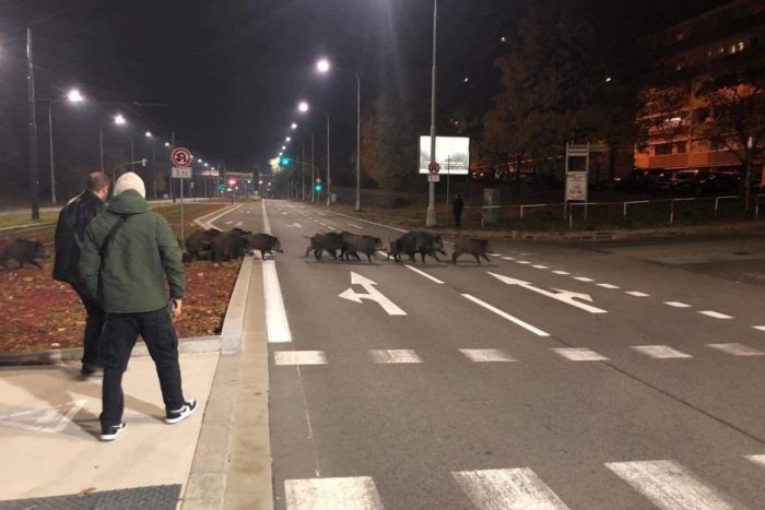 Ilustračný obrázok k článku DIVIAKY sa húfne prechádzajú po Bratislave. Karlova Ves bije na poplach a žiada POMOC