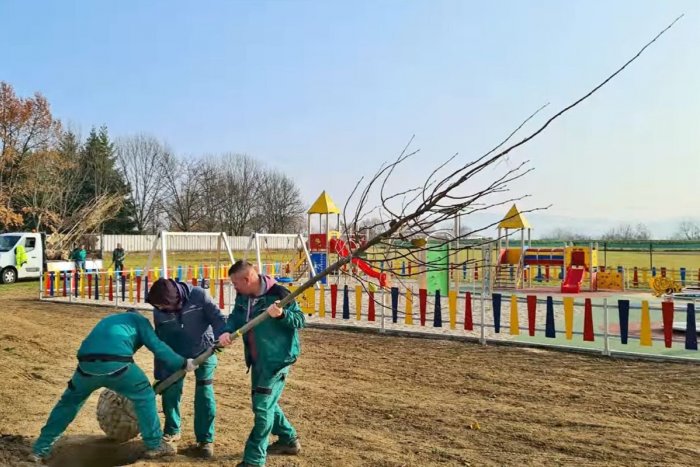 Ilustračný obrázok k článku Topoľčany budú opäť o čosi zelenšie: V uliciach vysadia viac ako 200 stromov