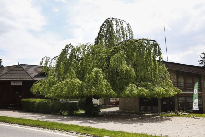 Ilustračný obrázok k článku Tatranský dáždnik, čo prežil aj orkán: V ankete Európsky strom roka zastupuje Slovensko