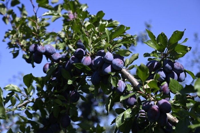 Ilustračný obrázok k článku Novinka v areáli skanzenu v Pribyline: Vzniká tu unikátny ovocný sad