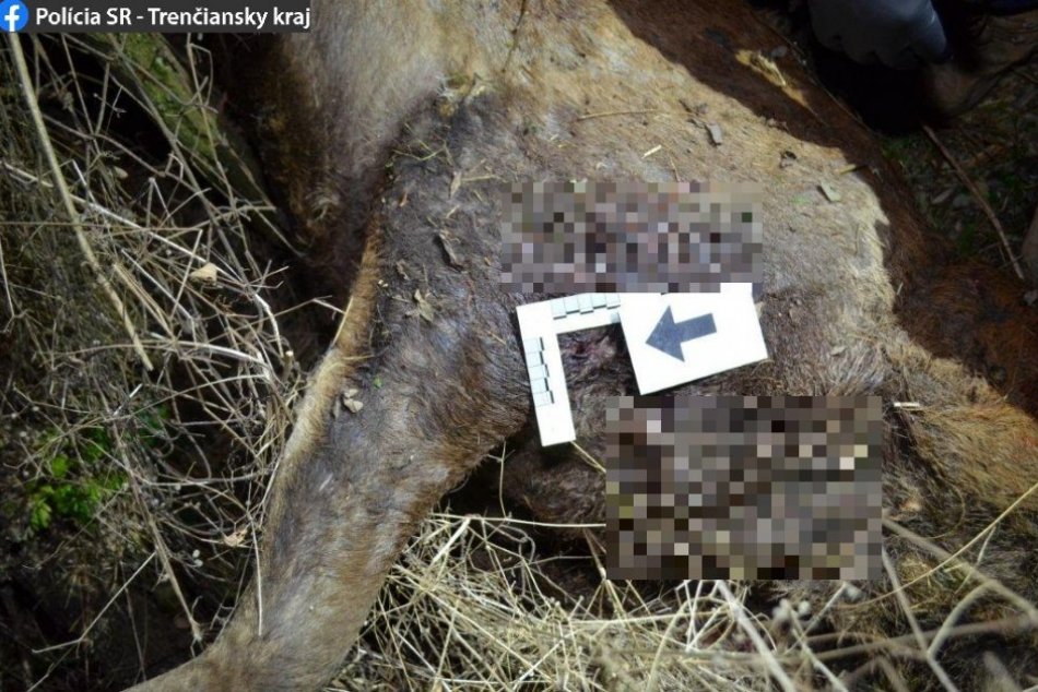 Ilustračný obrázok k článku Ohavný čin pre trofej: Páchateľ ODREZAL jeleňovi hlavu aj s parožím, FOTO