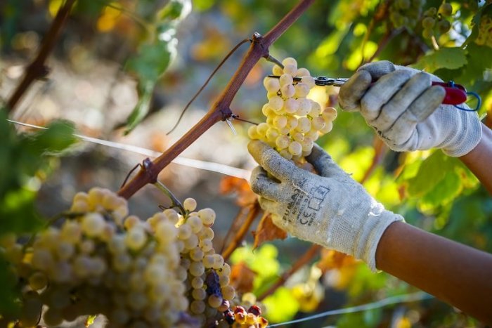 Ilustračný obrázok k článku Vráti sa do bratislavských viníc život? Mesto vyhlásilo súťaž na ich prenájom