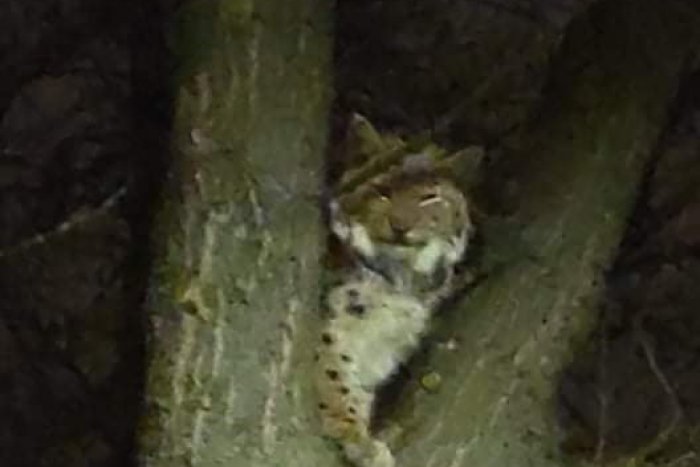 Ilustračný obrázok k článku Prešov mal výnimočnú návštevu: Po meste sa potuloval rys!