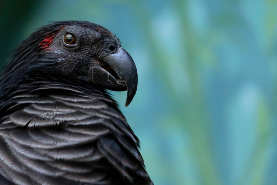 Ilustračný obrázok k článku Charizma takmer na dotyk: Prešovčanka Erika fotí silné zábery zvierat, FOTO