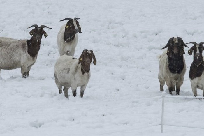 Ilustračný obrázok k článku KURIOZITA DŇA: Ktosi sa ulakomil na KOZY, ostal iba capko a škoda majiteľa!