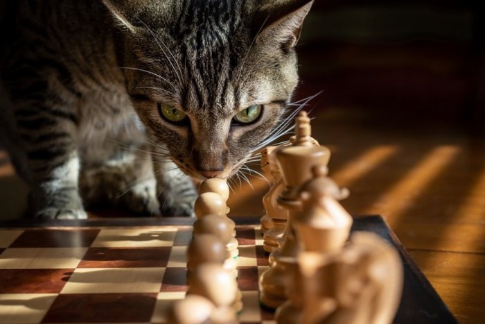 Ilustračný obrázok k článku Je aj vaša mačka PSYCHOPAT? Vedci vytvorili dotazník, ktorý vám to prezradí