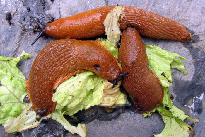 Ilustračný obrázok k článku Slizovce nemajú prirodzeného predátora. Ako s nimi zatočiť, aby vám nelikvidovali úrodu?