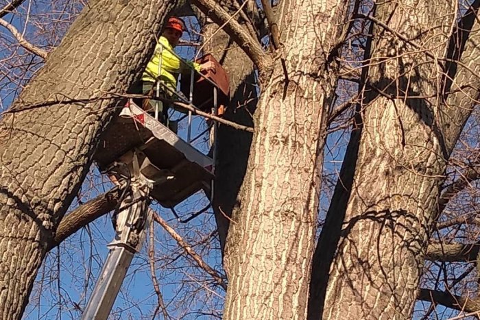 Ilustračný obrázok k článku V Topoľčanoch chcú pomôcť dravcom: V korunách stromov osadili nové búdky