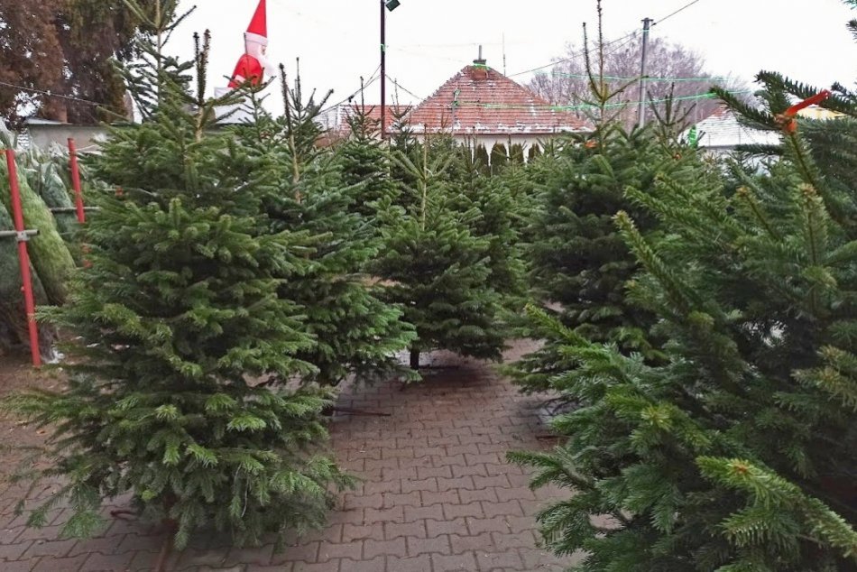 Ilustračný obrázok k článku Zháňate ten pravý vianočný stromček? PREHĽAD cien, za ktoré ich kúpite v Nitre
