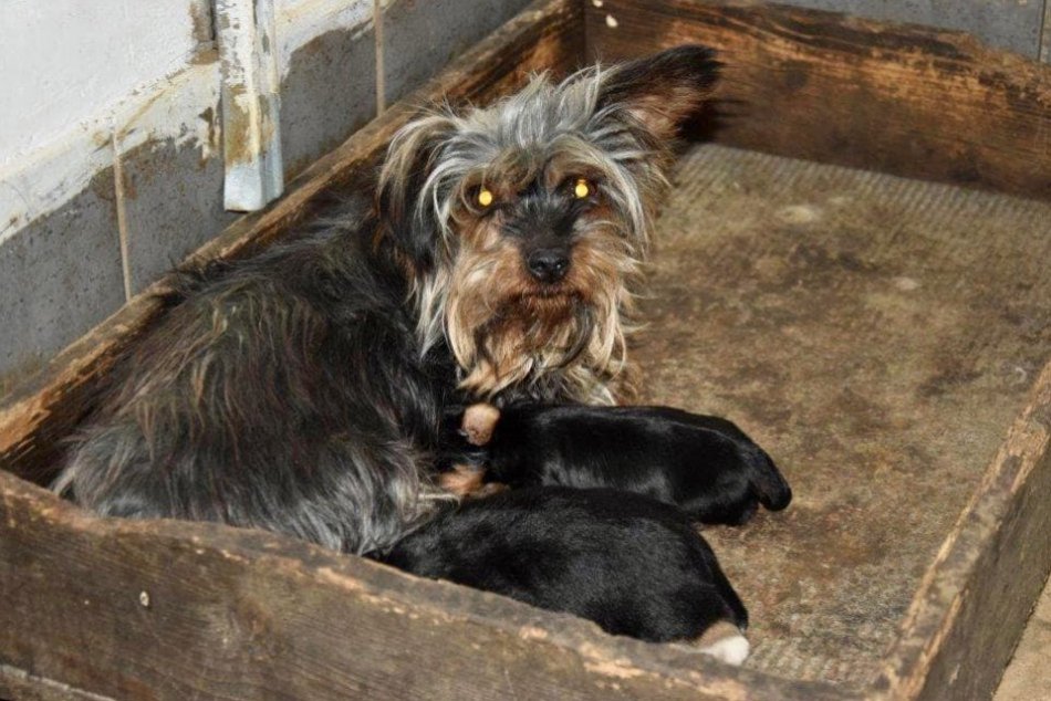 Ilustračný obrázok k článku Policajti odhalili nelegálnu množiareň: Psíci žili v OTRASNÝCH podmienkach! FOTO