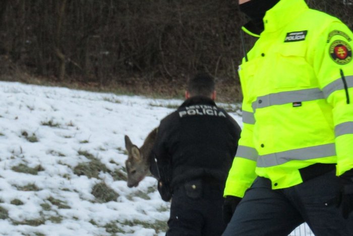 Ilustračný obrázok k článku KURIÓZNA záchranná akcia vo Zvolene: Srnka skončila doslova v rukách mestského policajta