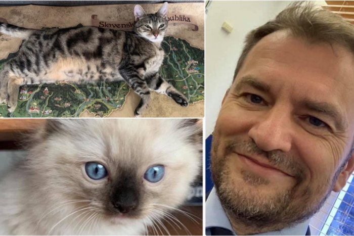 Ilustračný obrázok k článku Z Matoviča sa stáva milovník MAČIEK: Po Mačiakovi sa pochválil najdúchom! FOTO