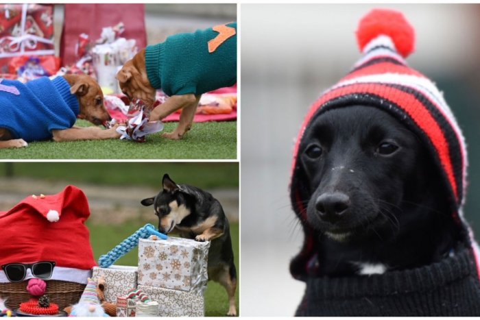 Ilustračný obrázok k článku Ježiško nezabudol ani na chlpáčov v útulkoch: POZRITE, akú radosť mali z darčekov! FOTO