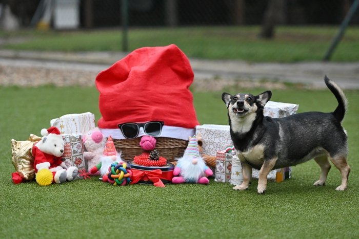 Ilustračný obrázok k článku Havkáči dostali štedrý dar: Nitra dala peniaze za ohňostroj útulku