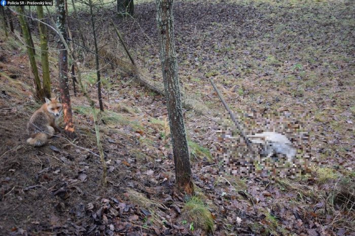 Ilustračný obrázok k článku OHAVNÝ čin pytliaka: Srnu chytil a usmrtil pomocou kábla!