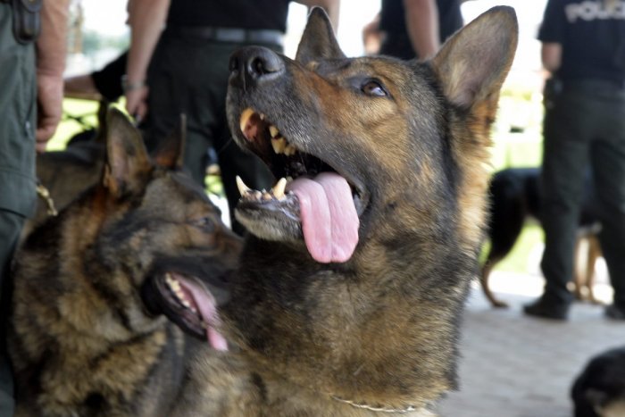 Ilustračný obrázok k článku SVET O SLOVENSKU: Pamätáte si škandál, keď naša polícia poslala do Írska VÝBUŠNINU v batožine?