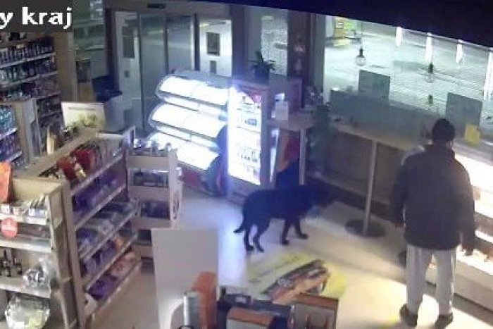 Ilustračný obrázok k článku Vlámačka na pumpe: VÝSTREL policajtov, zbraňou zneškodnili útočiaceho psa
