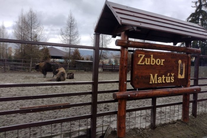 Ilustračný obrázok k článku Zubor Matúš už v sninskej minizoo nie je sám. Od Vianoc má novú spoločnosť