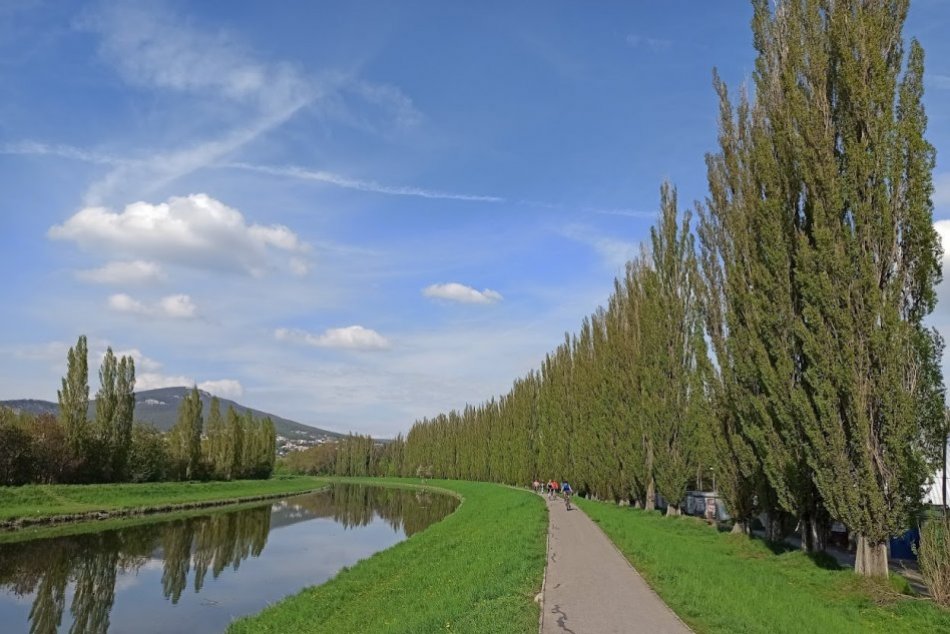 Ilustračný obrázok k článku Pri rieke začali s výrubom topoľov: Podľa odborníka predstavujú bezpečnostné riziko