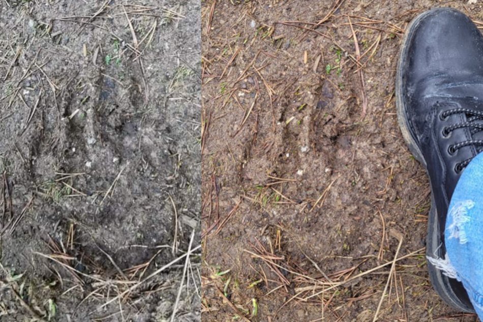 Ilustračný obrázok k článku Nečakané prekvapenie na Tribeči: Dávid počas výletu objavil čerstvé stopy MEDVEĎA!