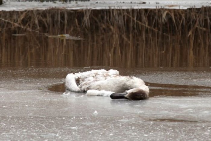 Ilustračný obrázok k článku Vtáčia chrípka v rekreačnej oblasti pri Bratislave: Zdrojom nákazy je mŕtva LABUŤ