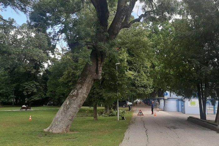 Ilustračný obrázok k článku Mesto myslí na bezpečnosť: Pripravuje masívne ošetrenie stoviek stromov