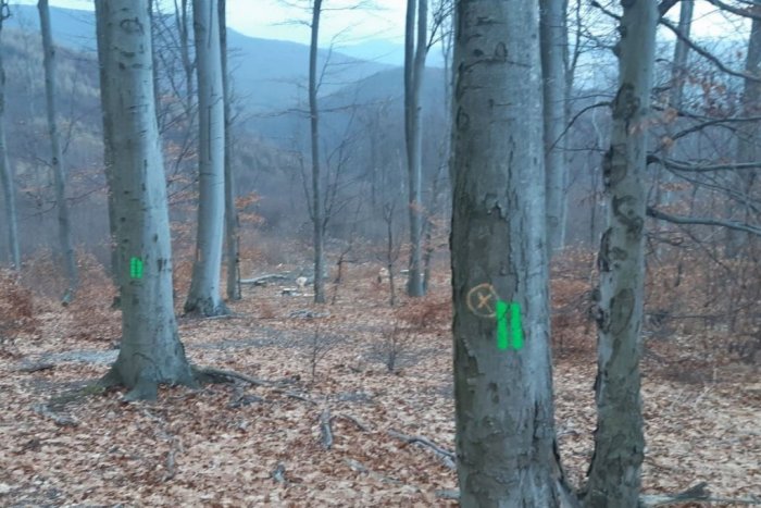 Ilustračný obrázok k článku Pri prechádzkach v lesoch buďte opatrní! Lesníci začínajú s ťažbou dreva