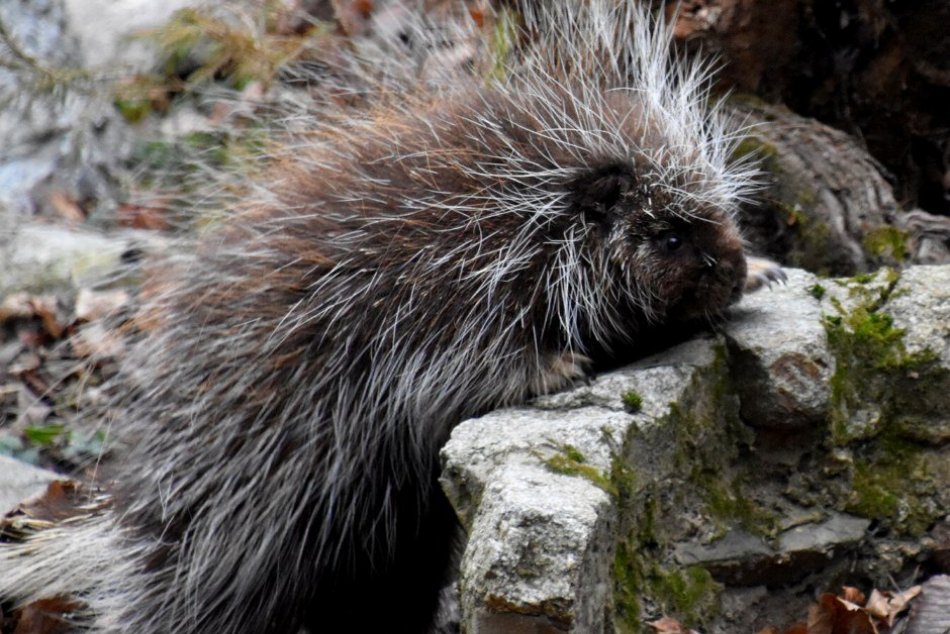 Ilustračný obrázok k článku Nový obyvateľ bratislavskej ZOO: Milý chlpáč používa pri obrane účinné "zbrane" + FOTO