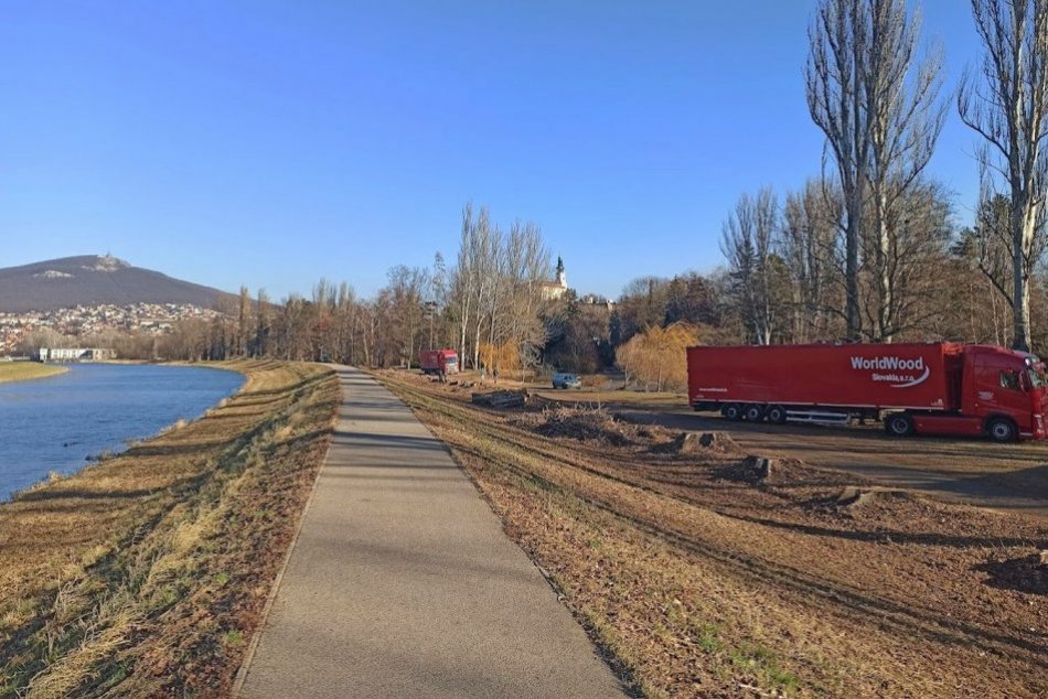Ilustračný obrázok k článku Pri rieke vyrastie nová topoľová alej: Stromy začnú sadiť ešte tento rok