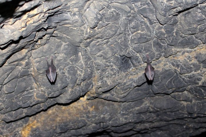 Ilustračný obrázok k článku TAJOMNÁ chodba v srdci Slovenska: Ukrýva spiacich NETOPIEROV aj malý POKLAD, FOTO