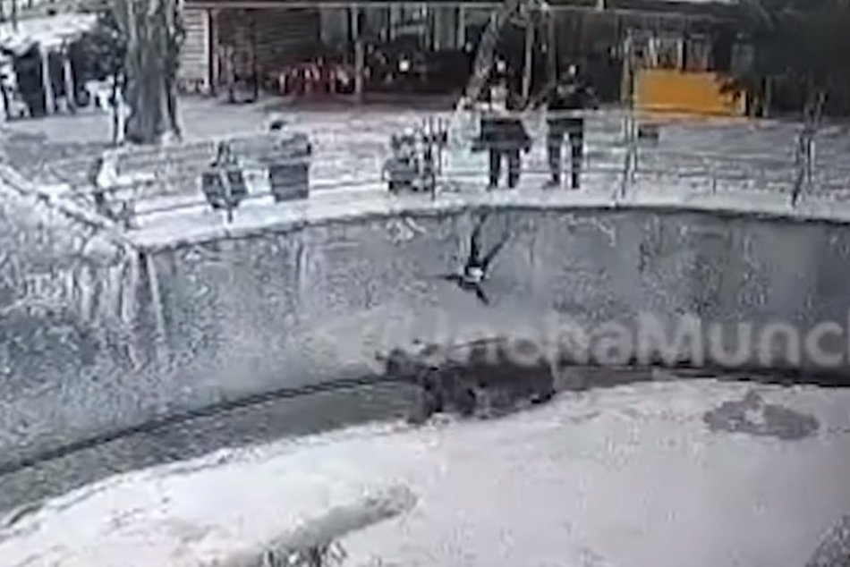 Ilustračný obrázok k článku HOROROVÝ moment v ZOO: Matka HODILA trojročné dievčatko medzi medvede! FOTO a VIDEO