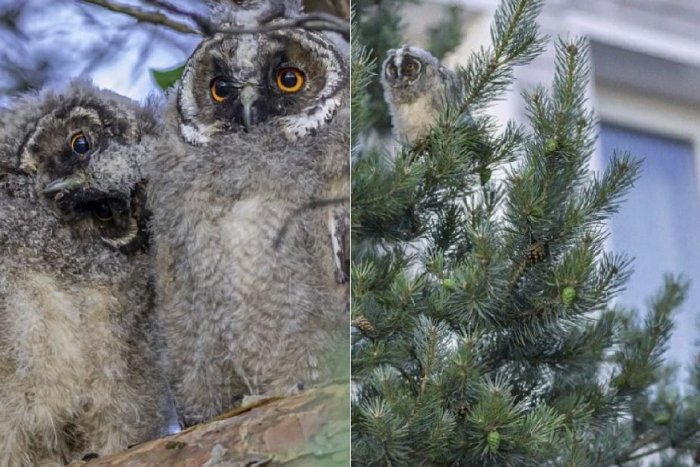 Ilustračný obrázok k článku Slováci majú za oknami DIVOČINU: Sú „ušaté“ dravce hrozbou pre domácich miláčikov?