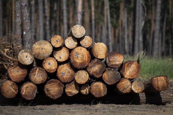 Ilustračný obrázok k článku Čo sa tam dialo? My sme les dáva pre ťažbu v Kôprovej doline v TANAP-e podnet na inšpekciu