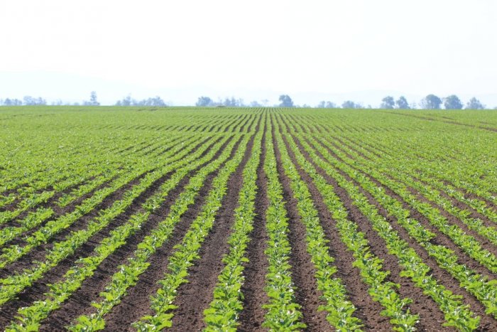 Navigácia poľnohospodárskych strojov cez GPS pri oseve cukrovej repy zvyšuje presnosť oper